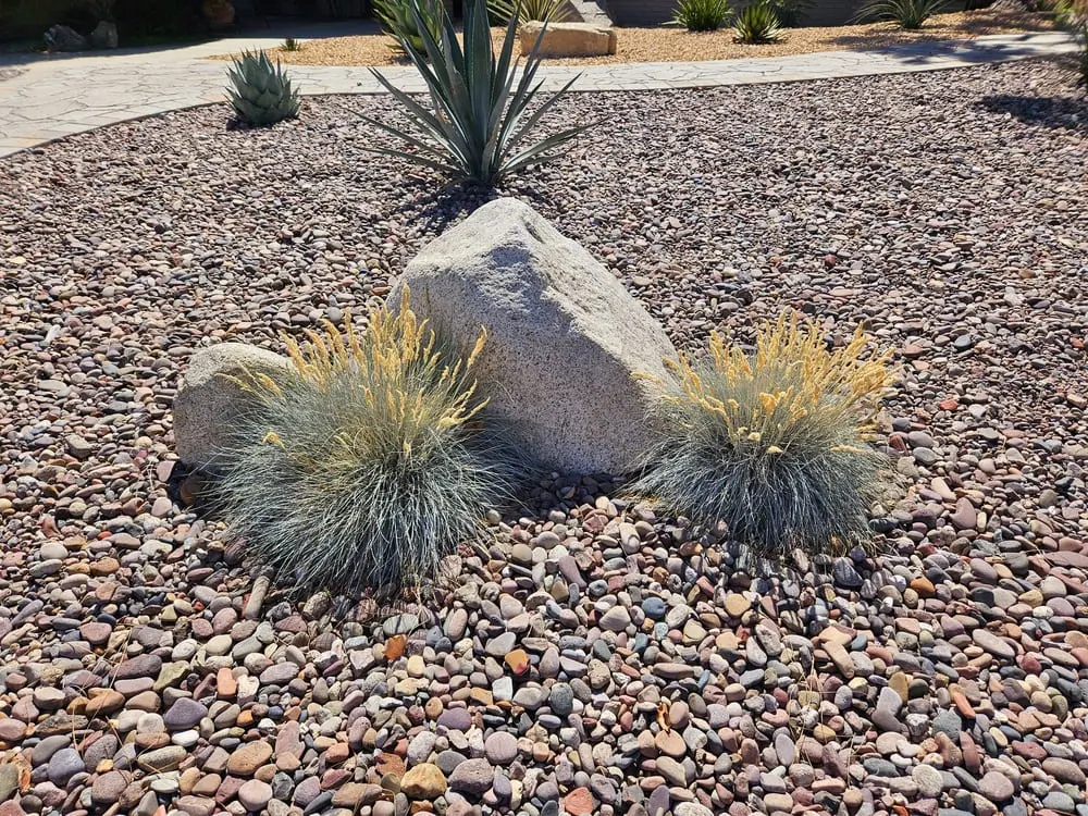 Pollinator and hummingbird plants — San Diego landscaping by Staples Landscaping