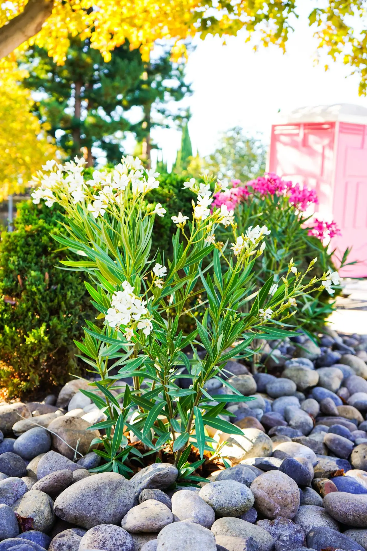 Adjustment three: build for movement — San Diego landscaping by Staples Landscaping
