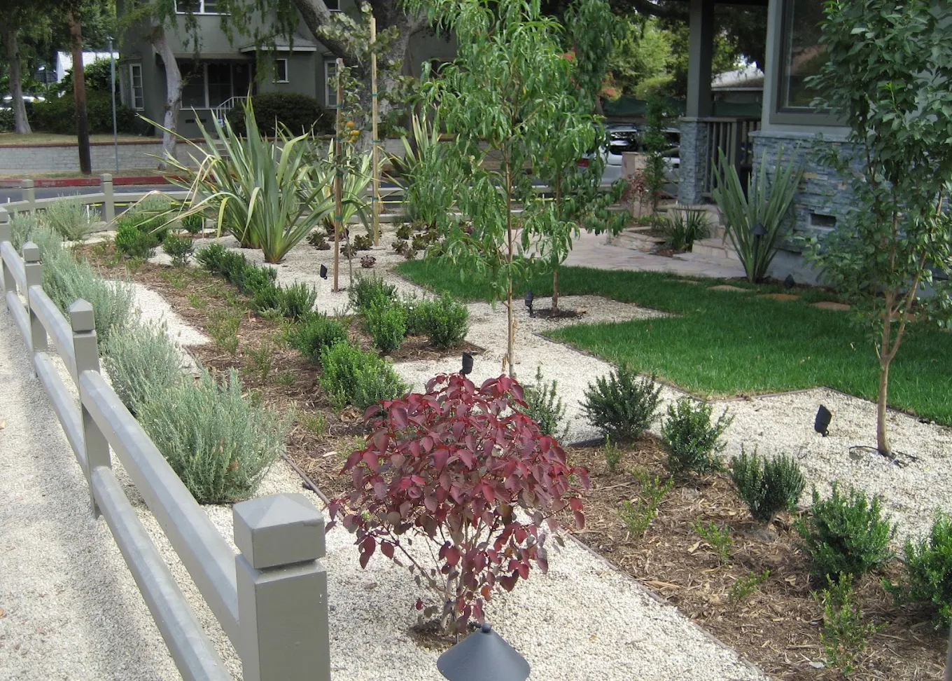 The Best Privacy Trees and Screening Plants for San Diego — Staples Landscaping project photo