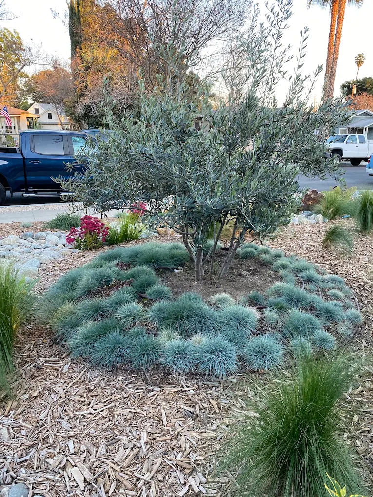 Host plants matter as much as nectar — San Diego landscaping by Staples Landscaping