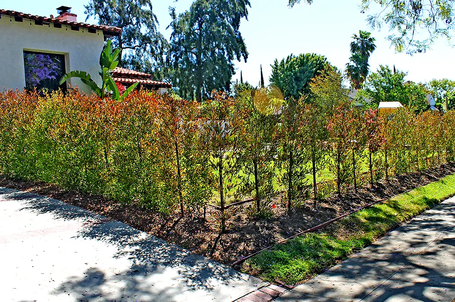 Landscape Design in San Diego — project photo 6