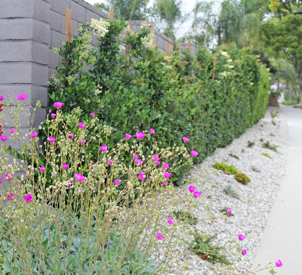 Landscape Planting & Garden Design in San Diego — project photo 4