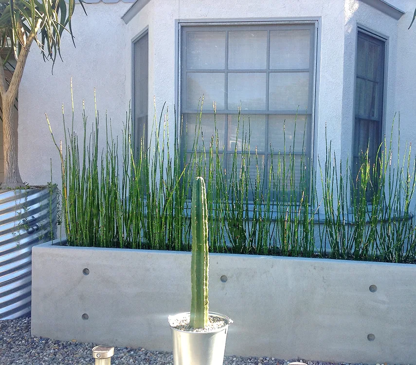 What to avoid on small lots — San Diego landscaping by Staples Landscaping