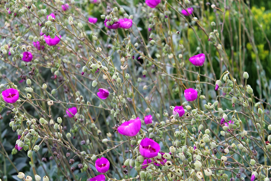 Landscape Planting & Garden Design in San Diego — project photo 2