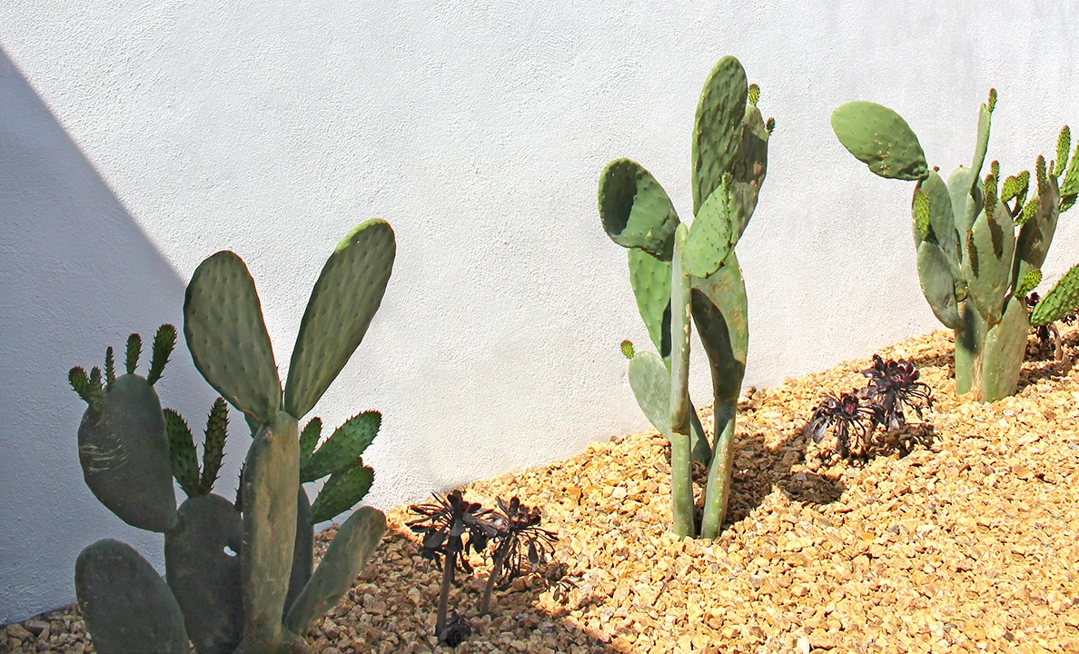 Color and movement — San Diego landscaping by Staples Landscaping