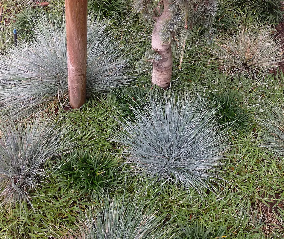Landscape Planting & Garden Design in San Diego — project photo 5