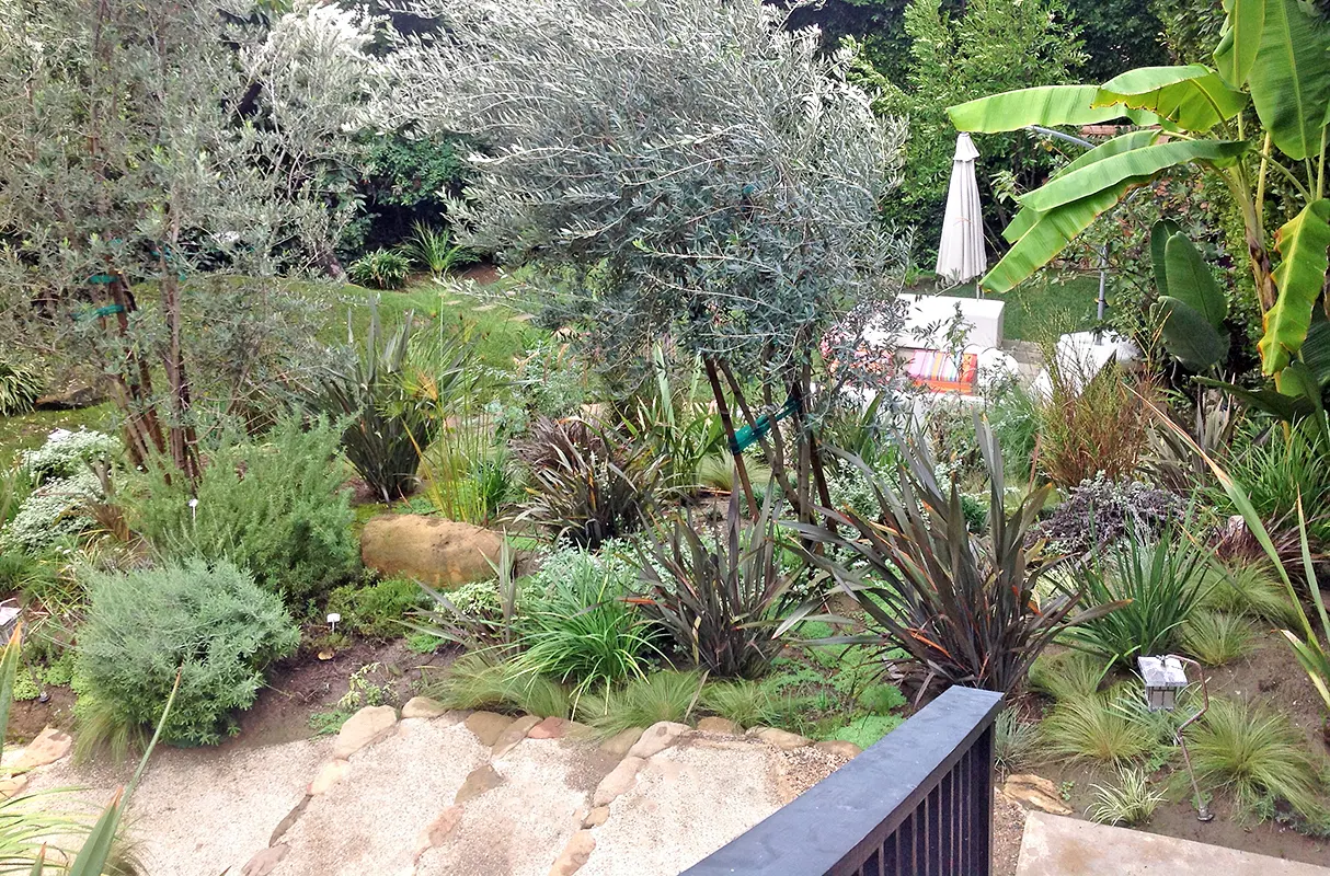 California native — San Diego landscaping by Staples Landscaping