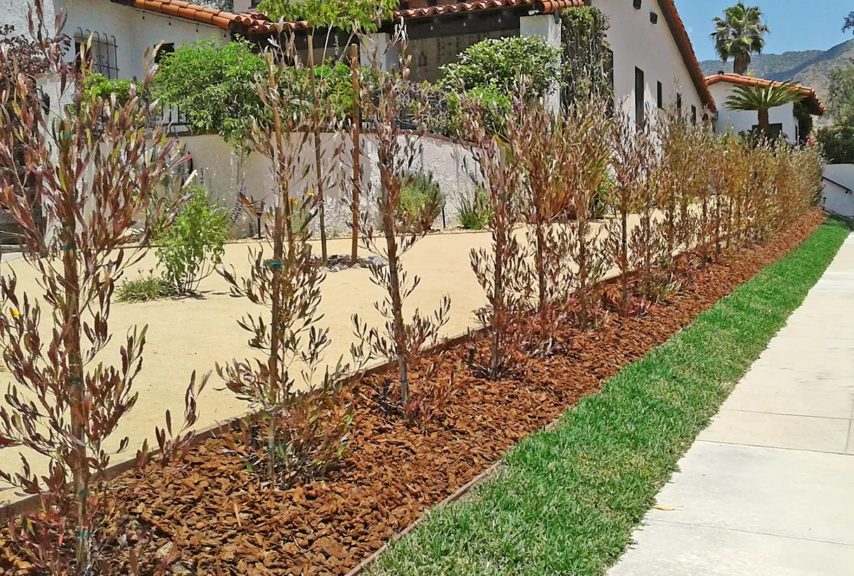 Landscaping in Del Mar, California