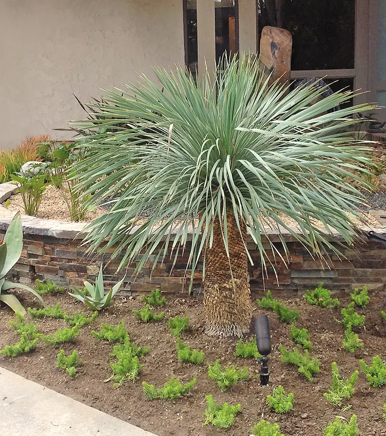 Mediterranean — San Diego landscaping by Staples Landscaping
