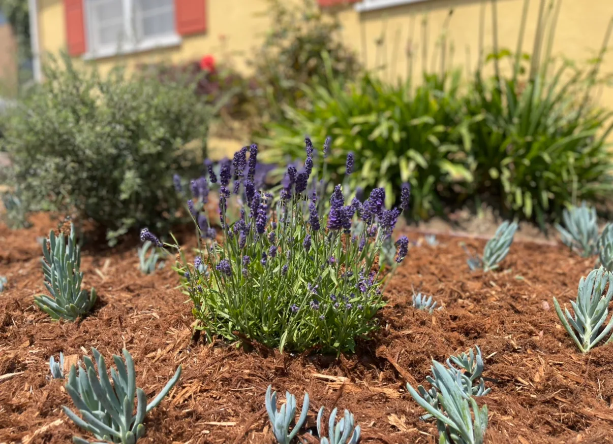 Landscaping in Clairemont, California