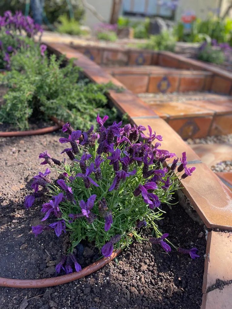 Emitters vs. inline tubing — San Diego landscaping by Staples Landscaping