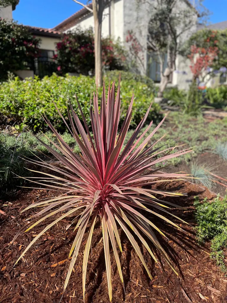 Not worth doing yourself — San Diego landscaping by Staples Landscaping
