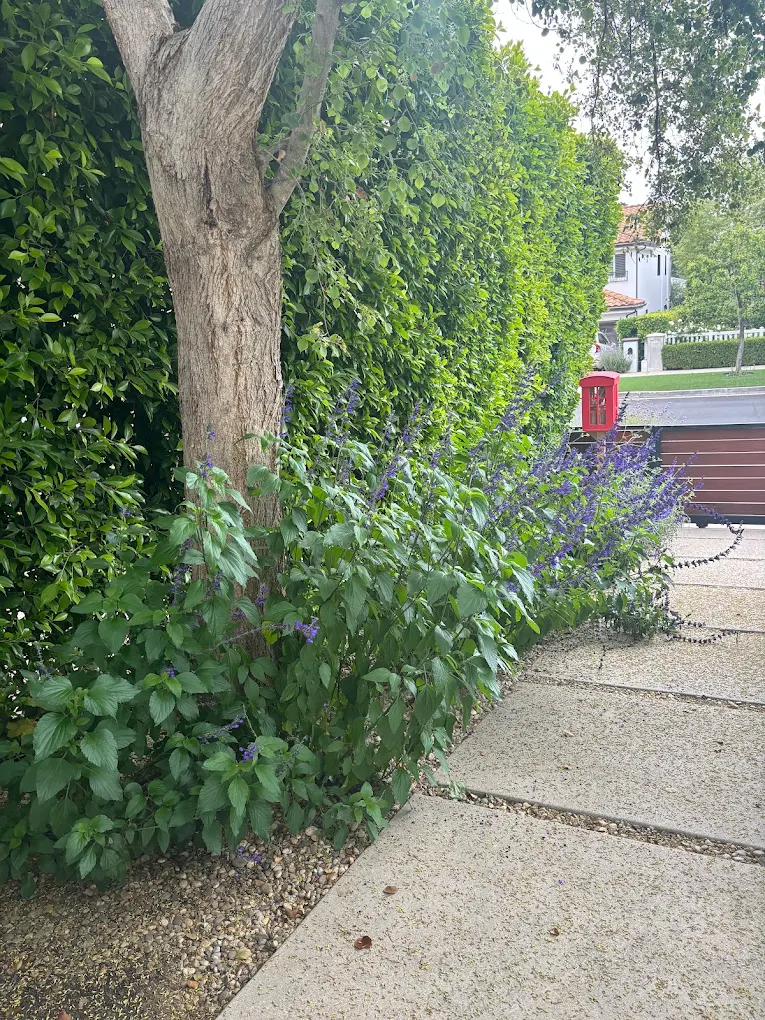 Spring (March–May) — San Diego landscaping by Staples Landscaping